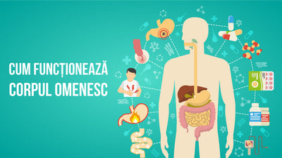 Cum funcţionează corpul omenesc