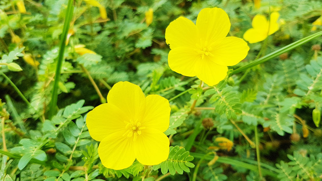 Tribulus Terrestris sau Coltii Babei-Beneficii