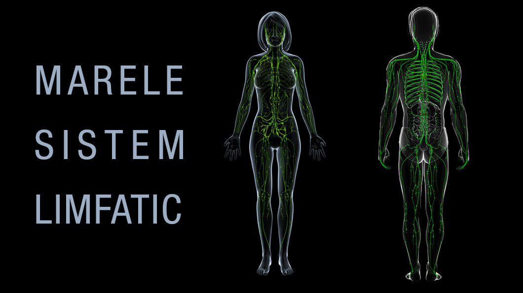 Marele Sistem Limfatic