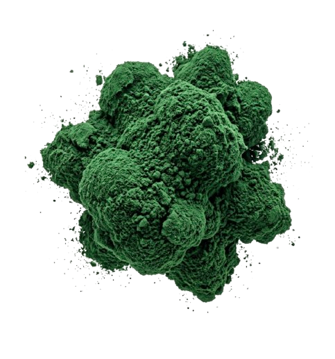 Chlorella*