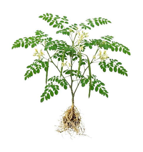 Moringa*