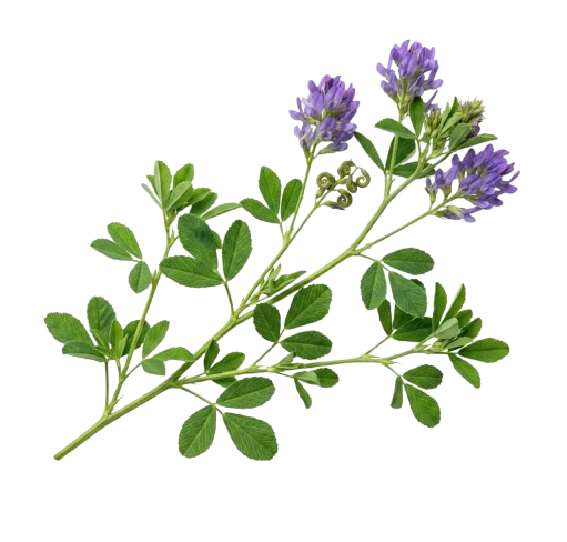 Lucernă*